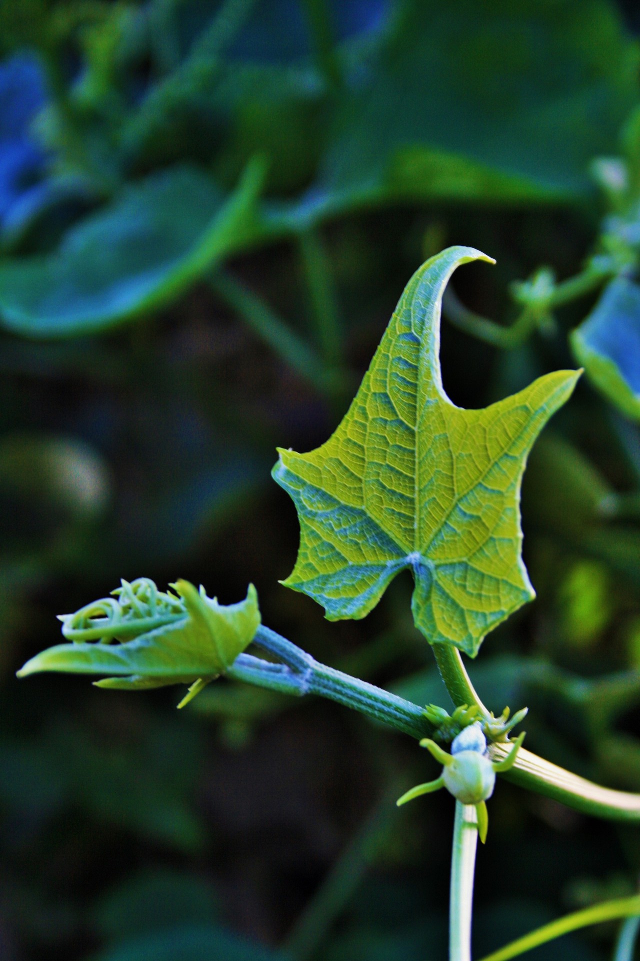 leaf green bright free photo