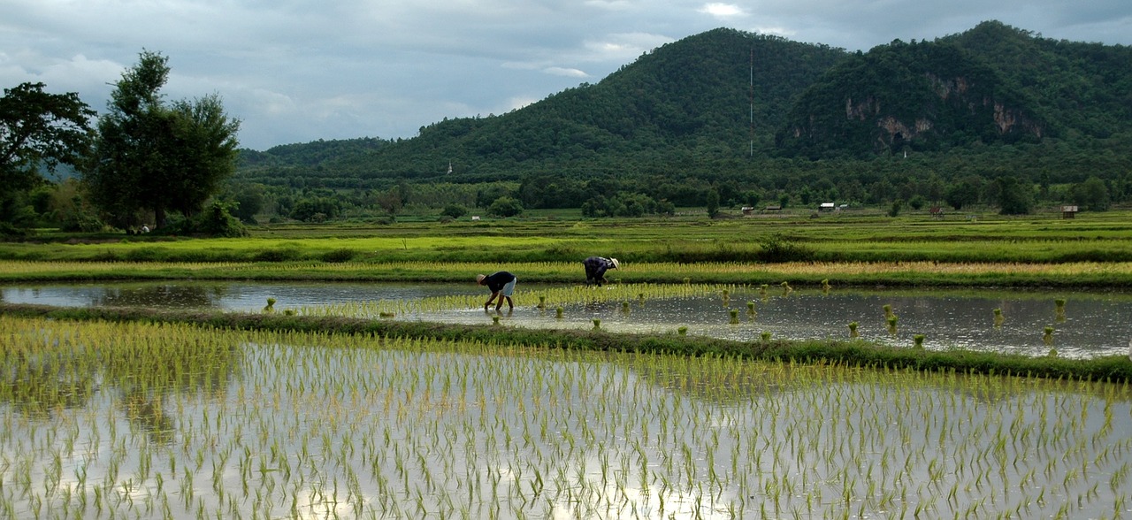 transplanting rice rice asia free photo