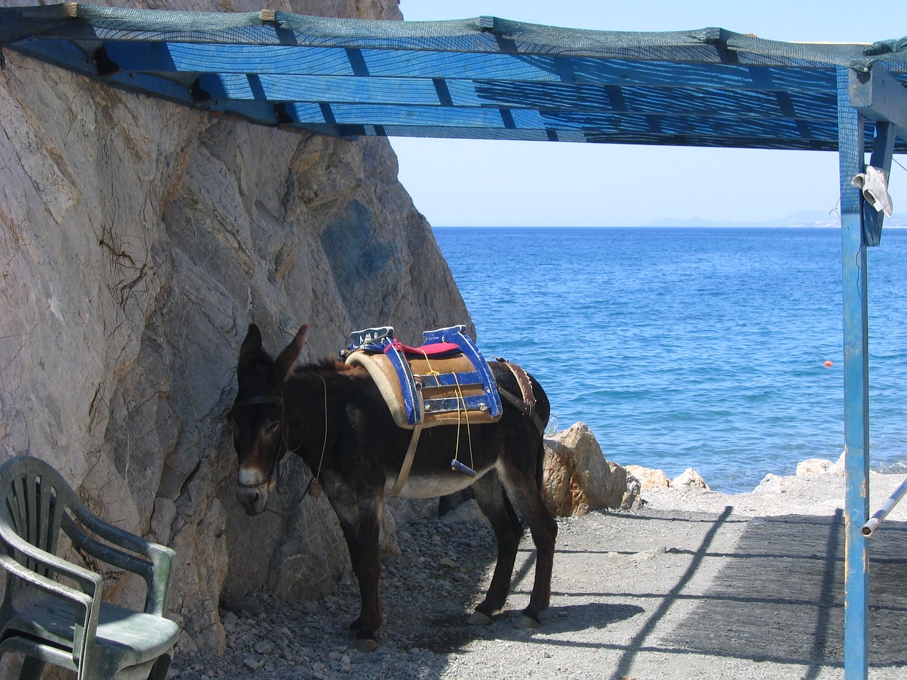 transport donkey kos free photo