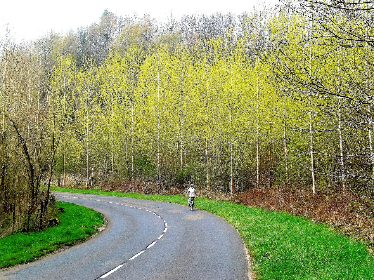 transport bicycle trees free photo