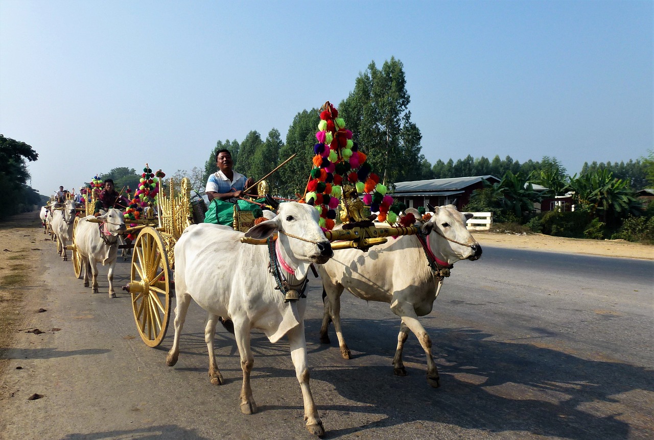 transport burma religion char oxen free photo