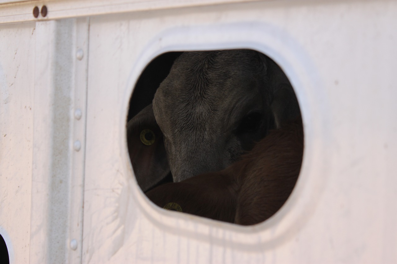 transport cows transportation farming free photo