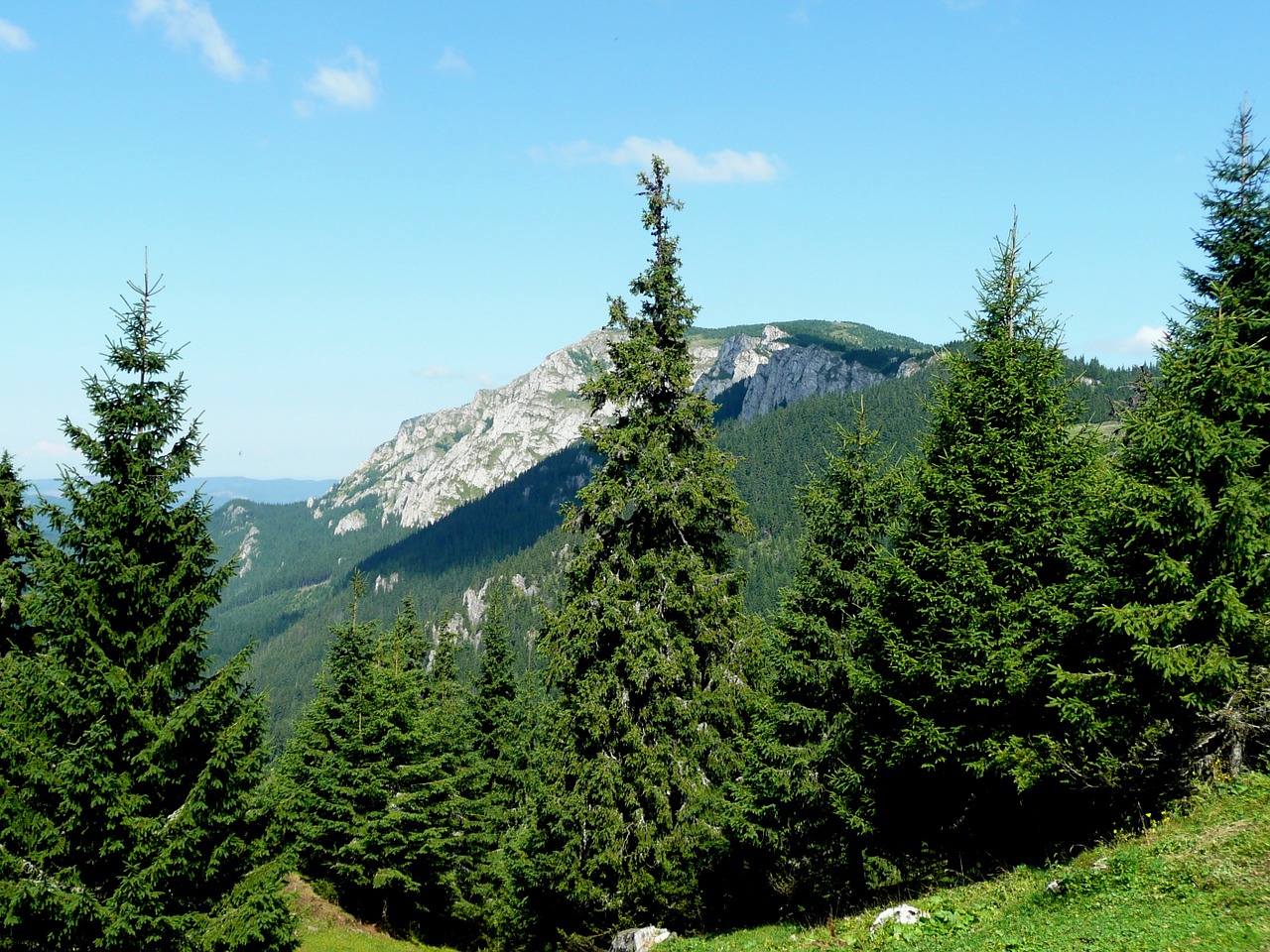 transylvania forest pine free photo