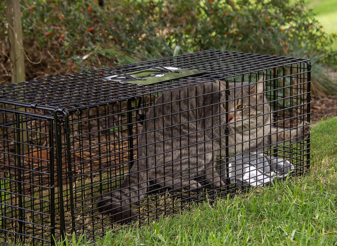 trap cat cat trap free photo