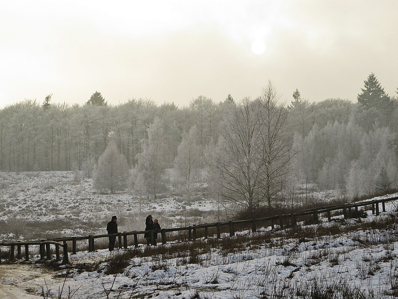 trap forest winter free photo