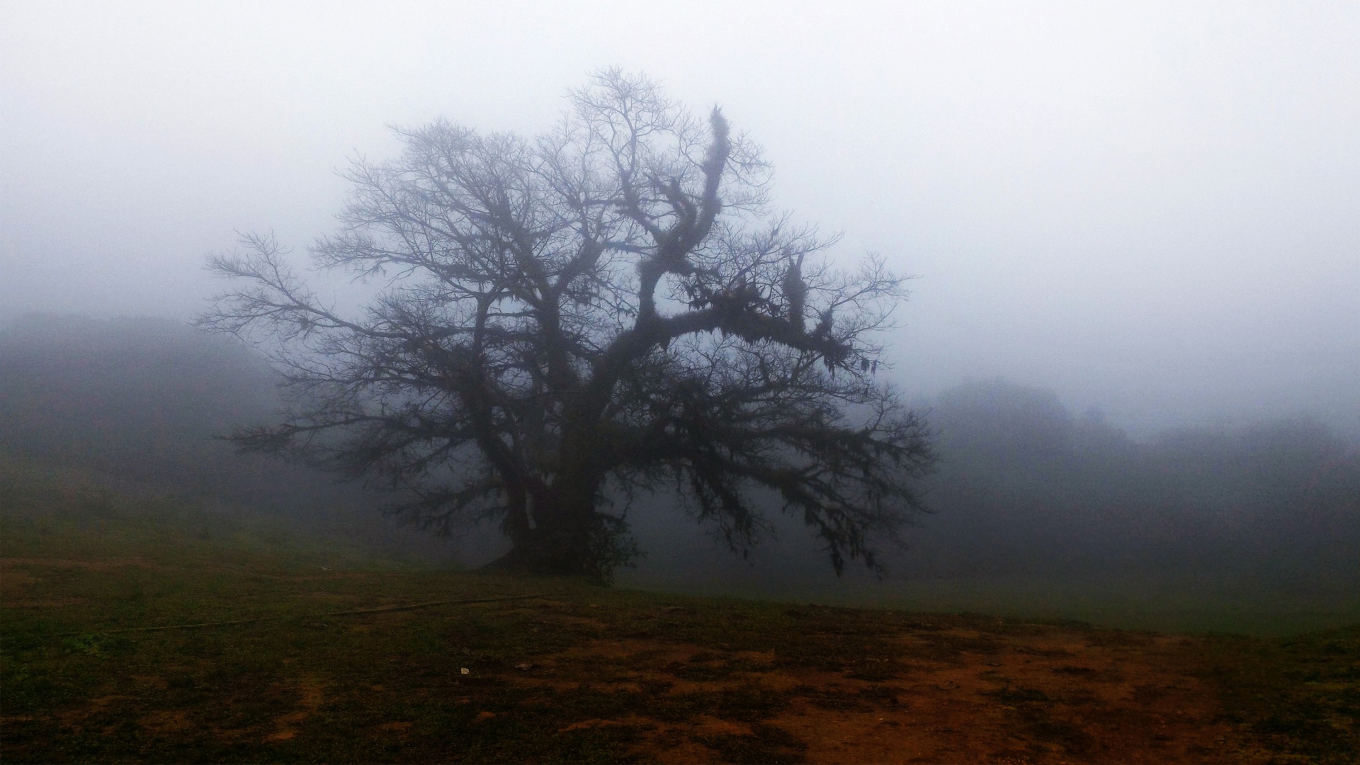 fog dark trees free photo