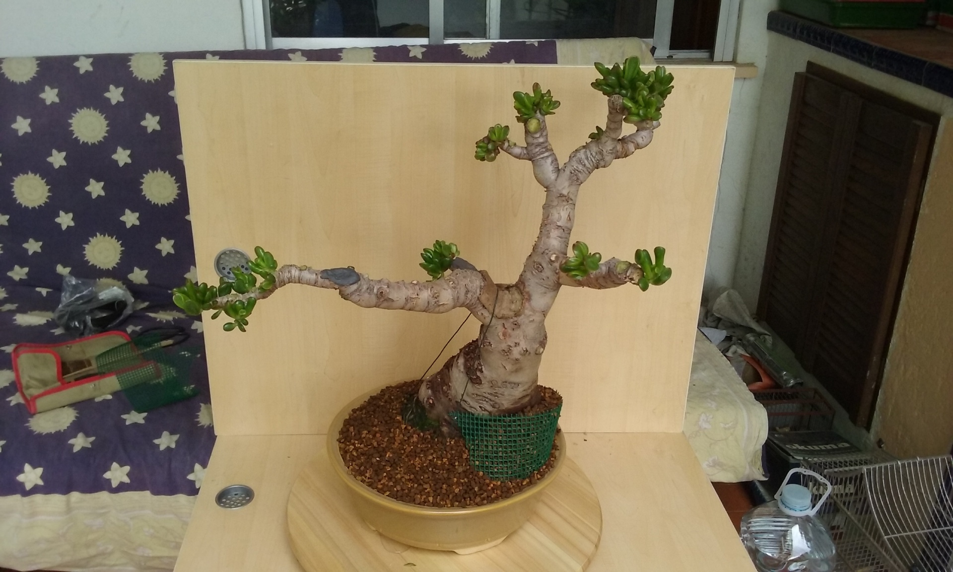 bonsai bonsai free pictures free photo