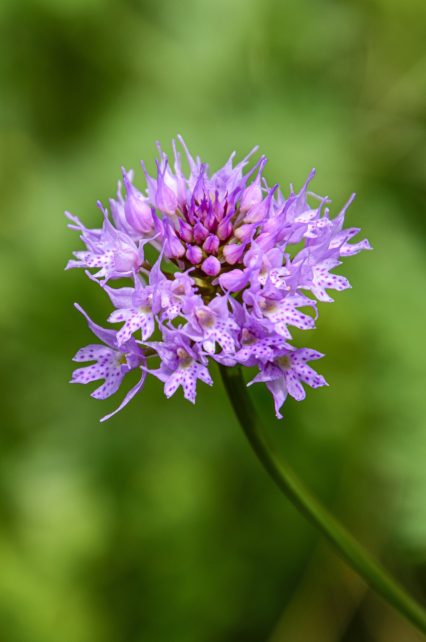 traunsteinera globosa  kugelorchis  orchid free photo