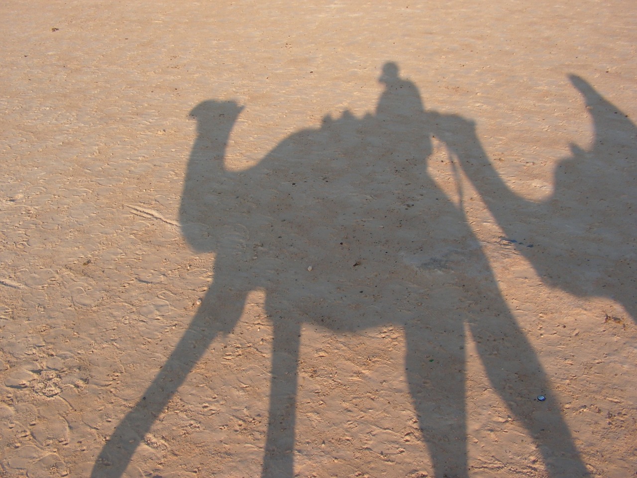 travel tunisia camel free photo