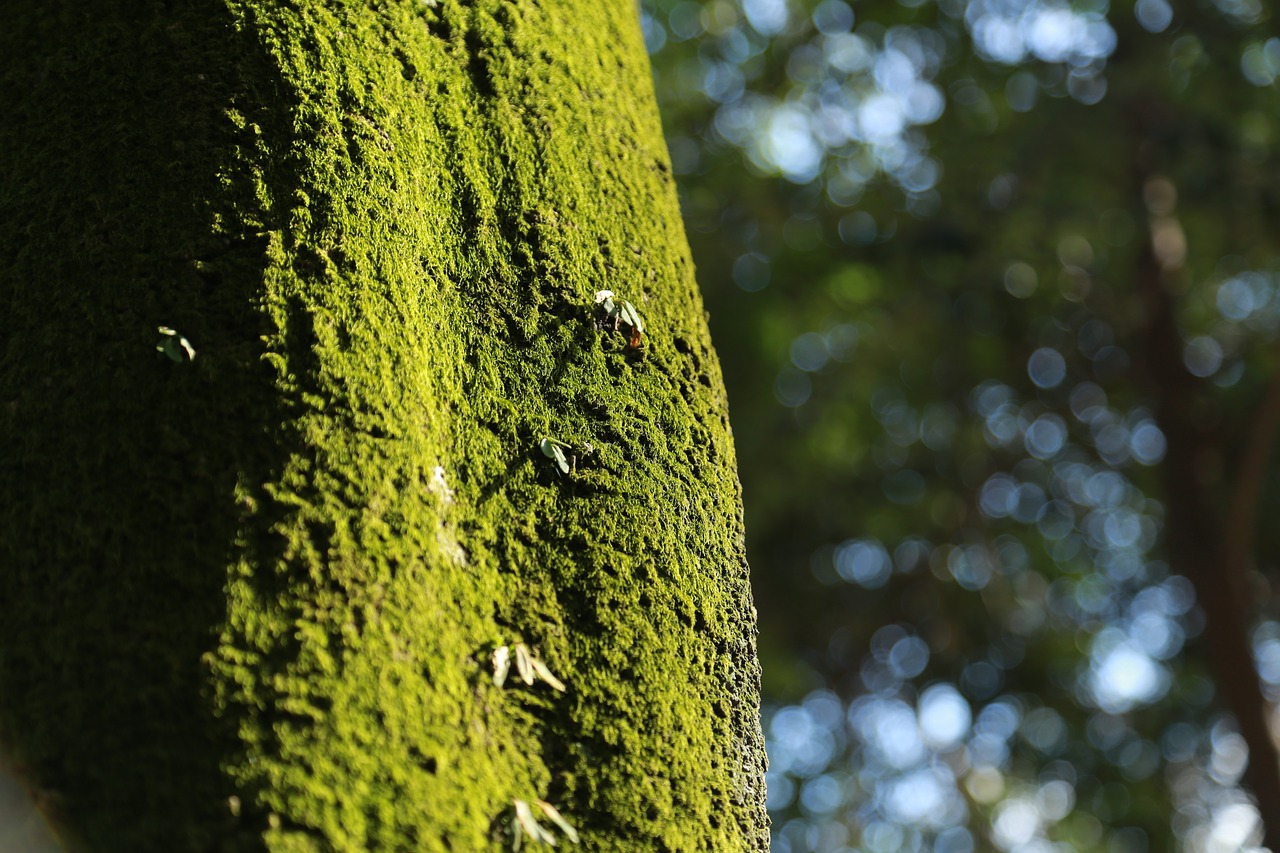 travel japan environmental protection free photo