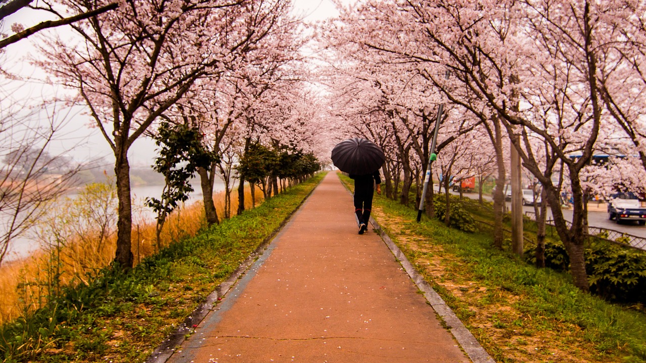 travel cherry blossom free photo