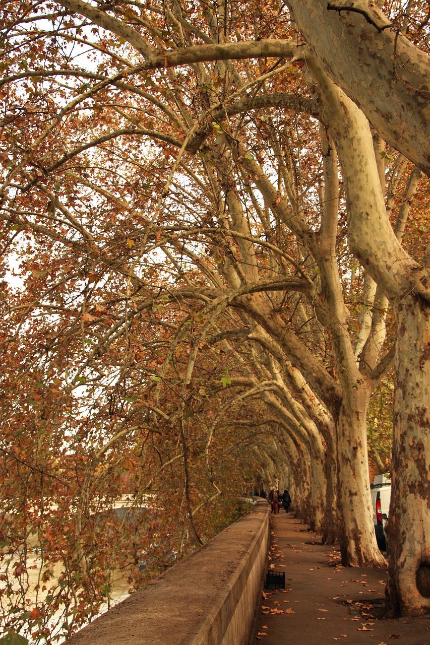 travel landscape trees free photo