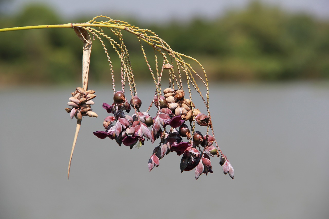 travel plant flower free photo