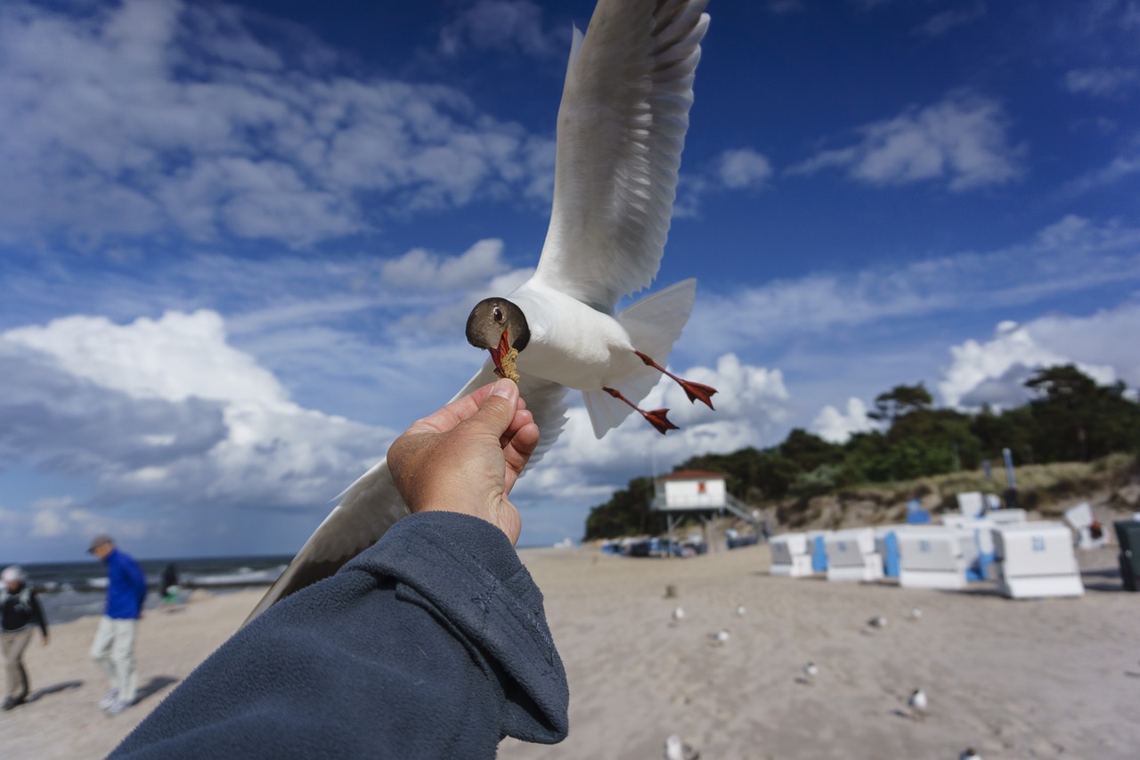 travel  sky  beach free photo