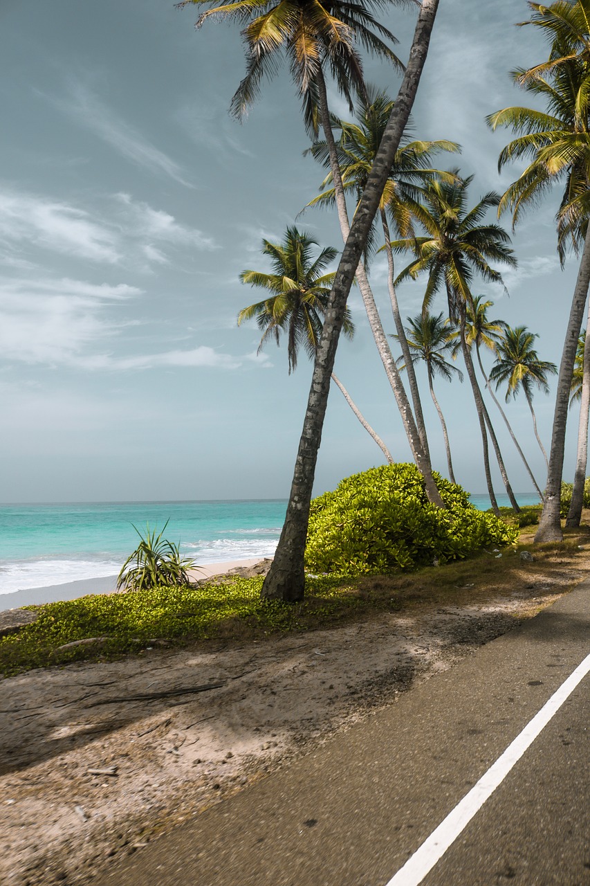 travel  palm trees  beach free photo