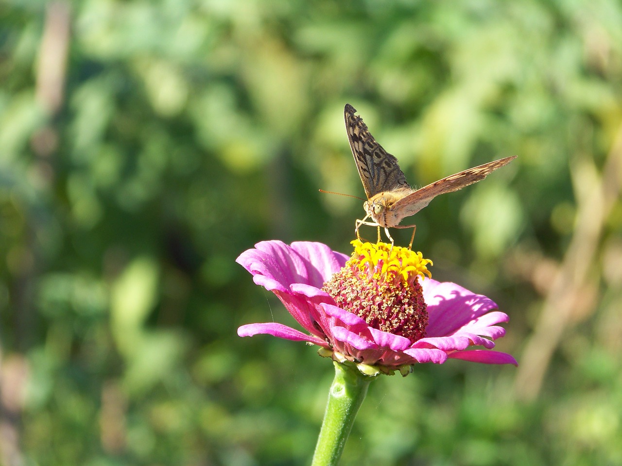 travel nature flower free photo