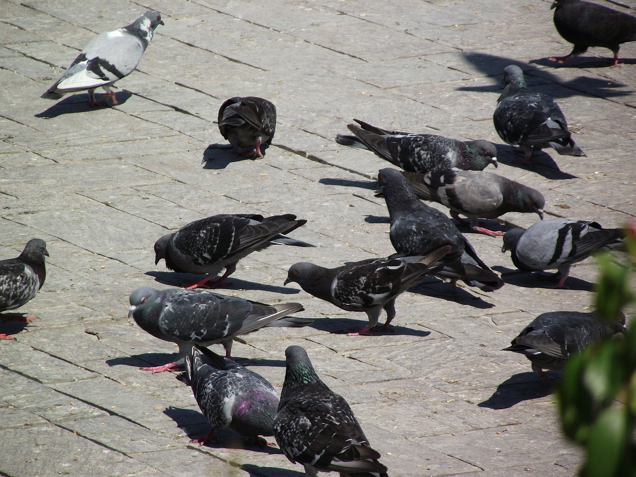 travel birds pigeon free photo