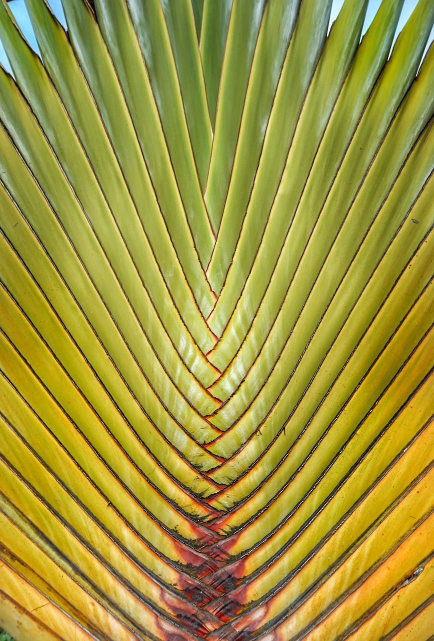 traveler's tree tropical palm free photo