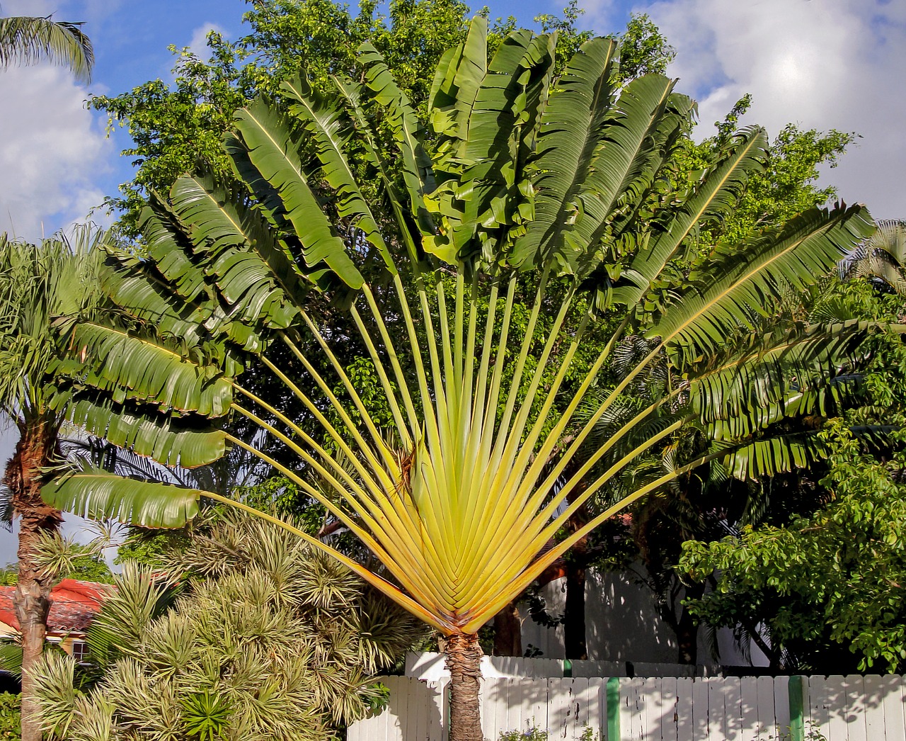 traveller's tree travellers palm ravenala madagascariensis free photo