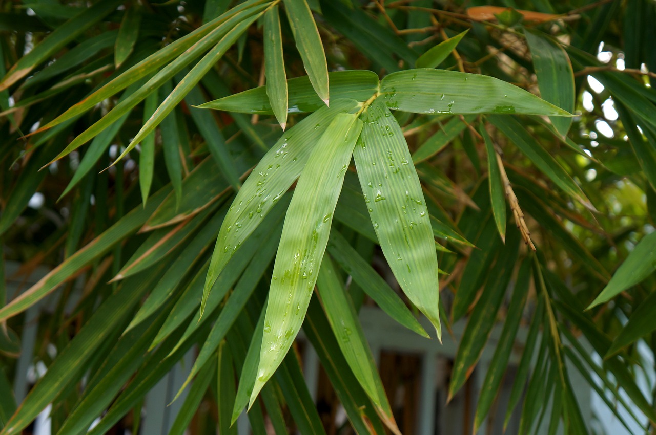 Бамбук с крупными листьями
