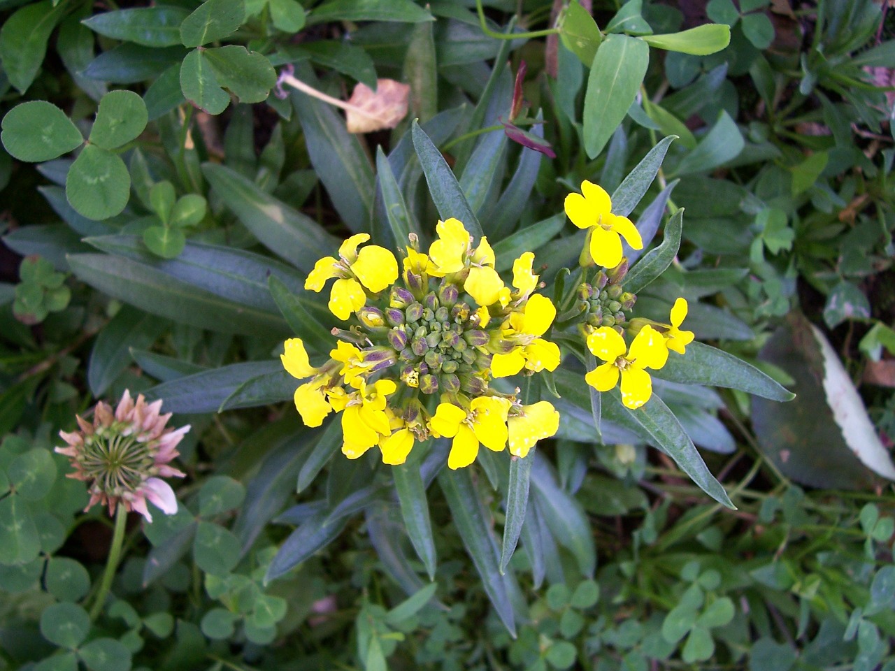treacle mustard erysimum cheiranthoides fake wallflower free photo