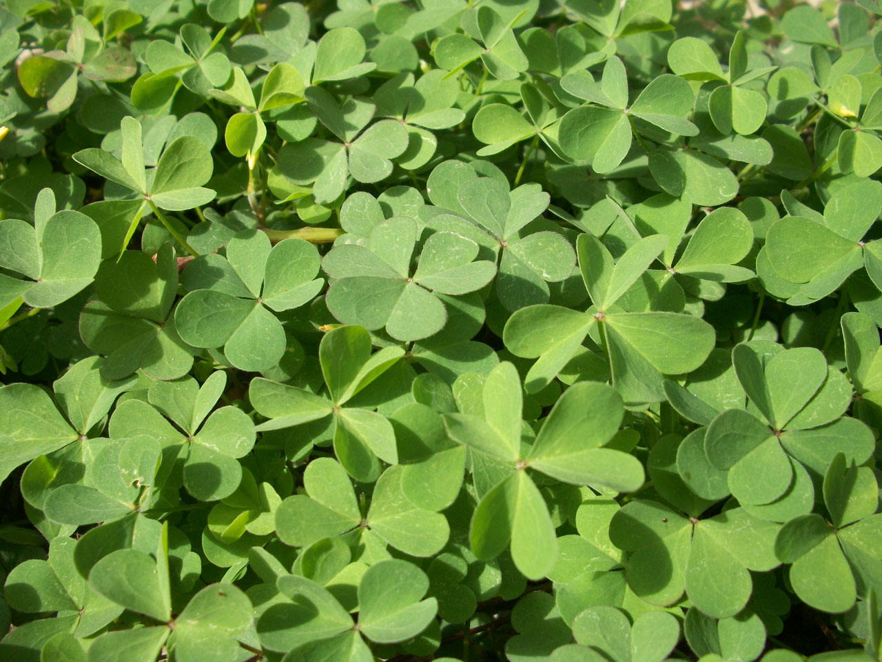 Spies clovers capture best adult free pictures