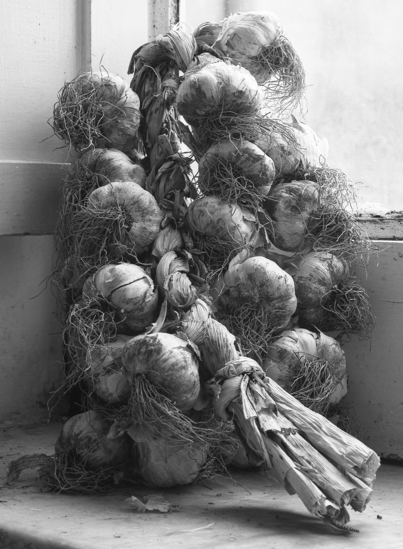 garlic black white plant free photo