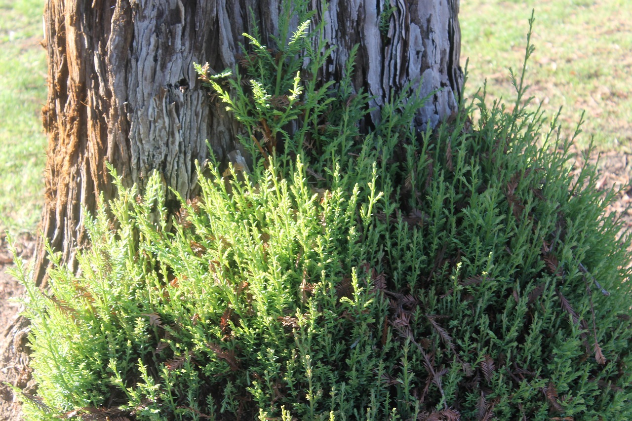 tree shrub nature free photo