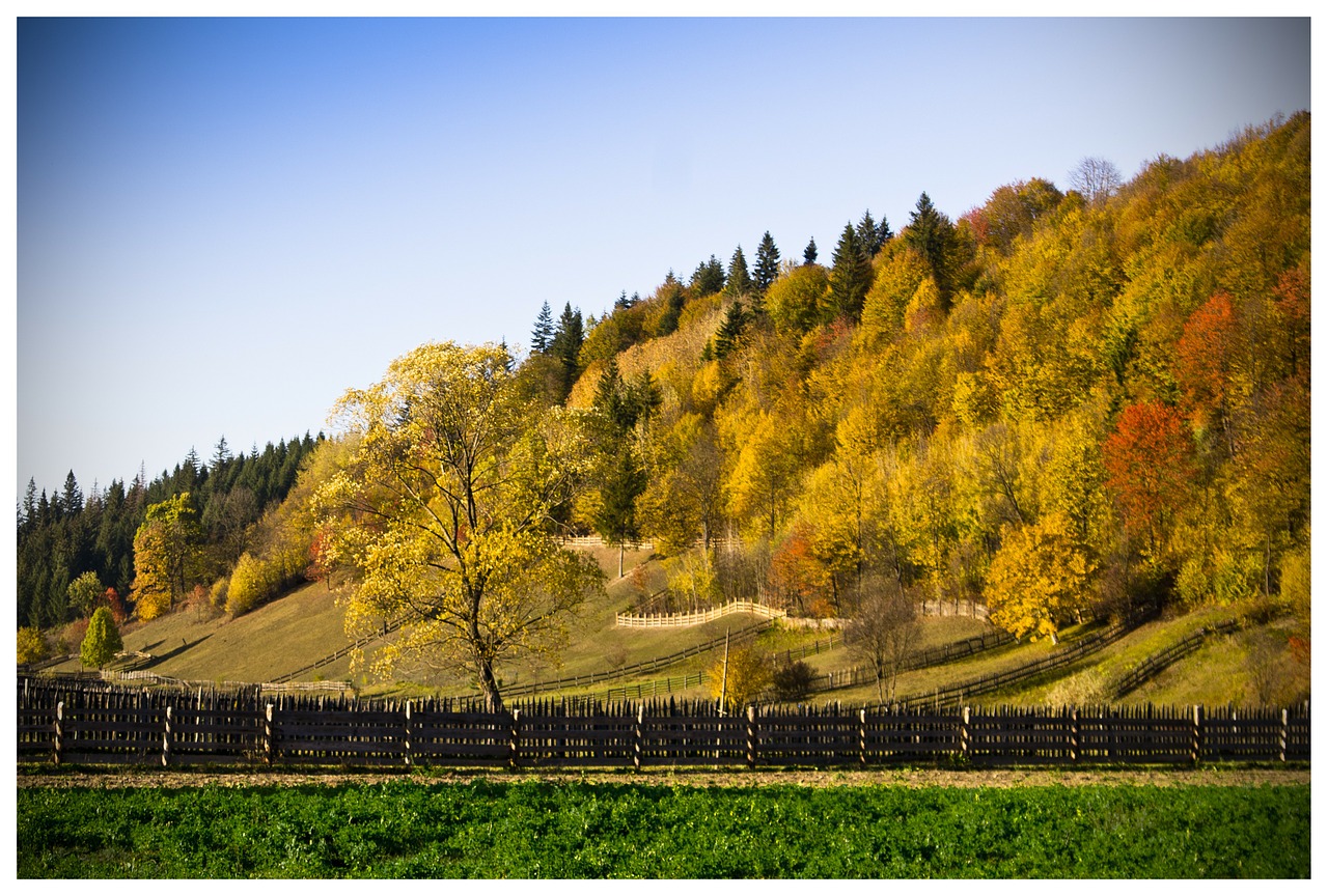 tree forest fall autumn free photo