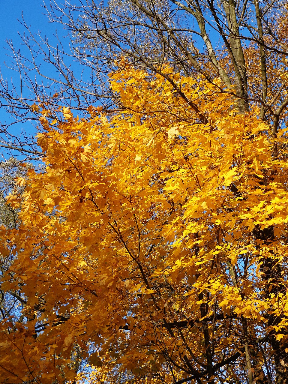 tree autumn autumn gold free photo