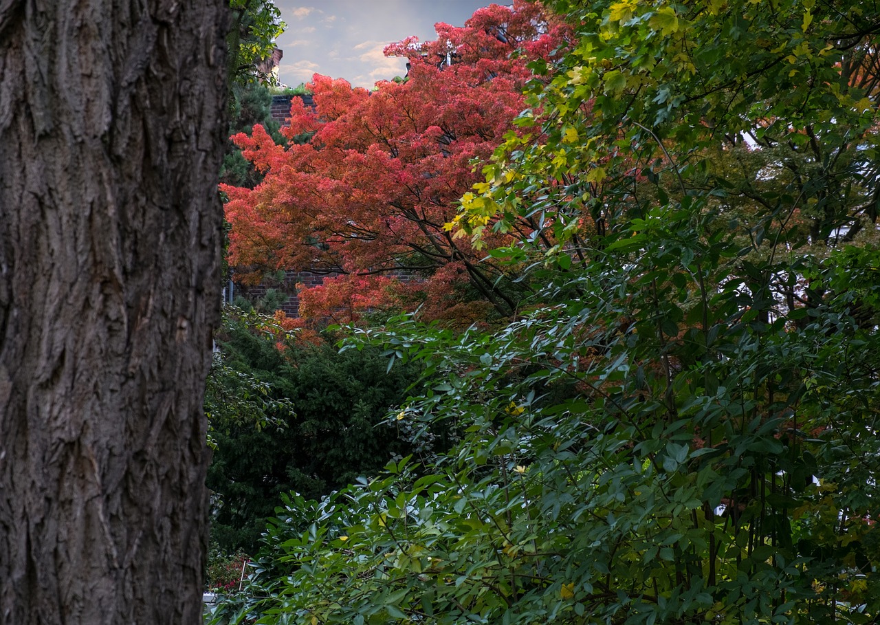 tree red autumn free photo