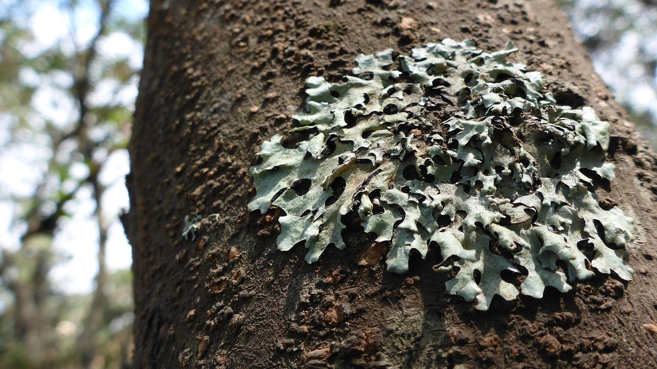 tree lichene nature free photo