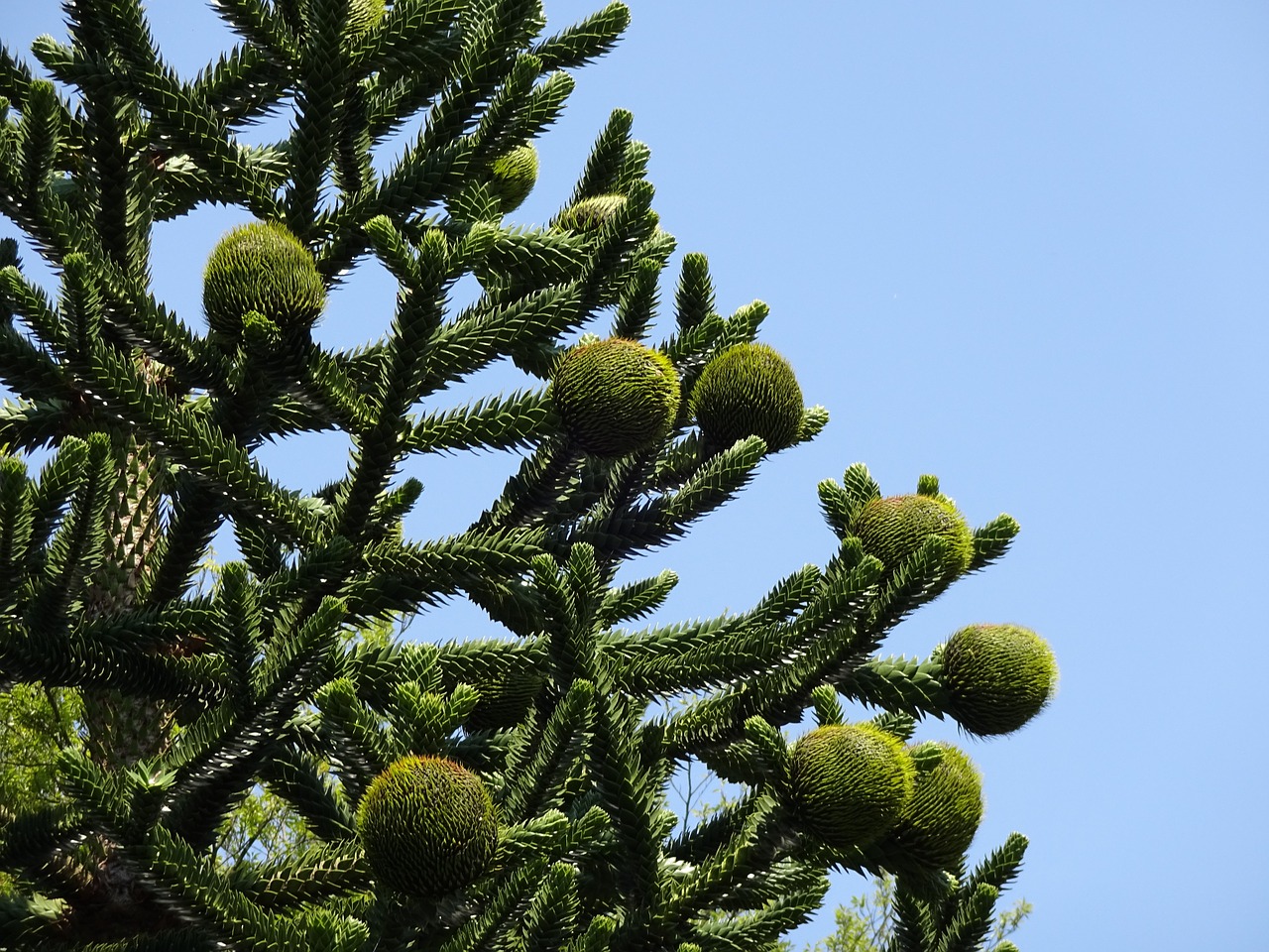 monkey puzzle tree chilean pine araucaria araucana free photo