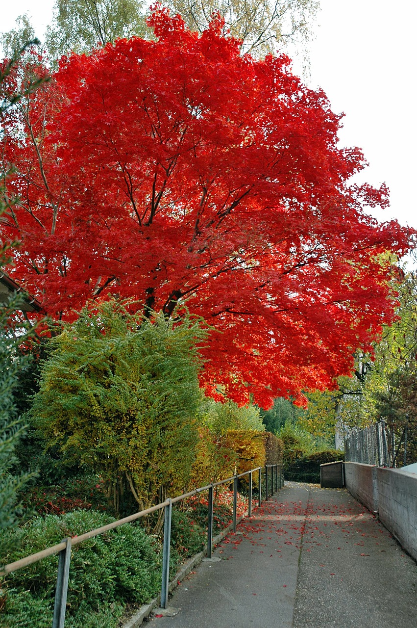 tree autumn away free photo