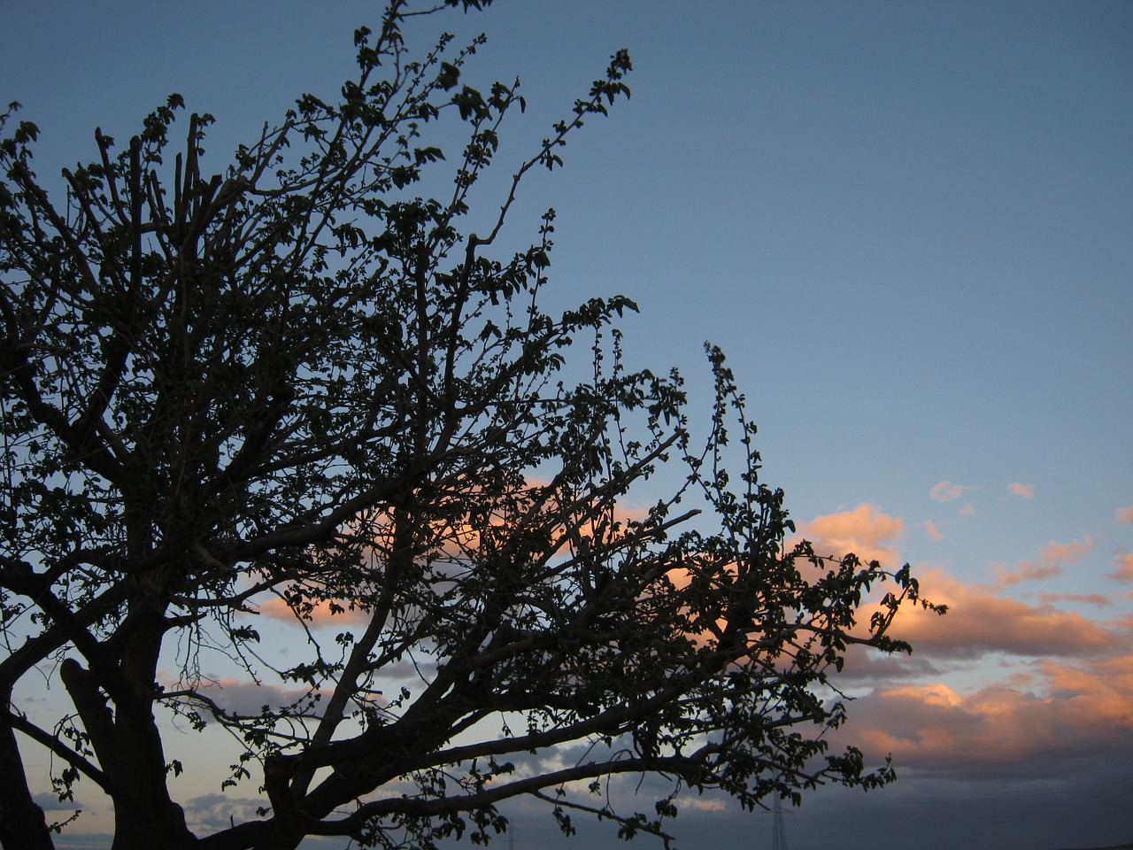 tree clouds nature free photo