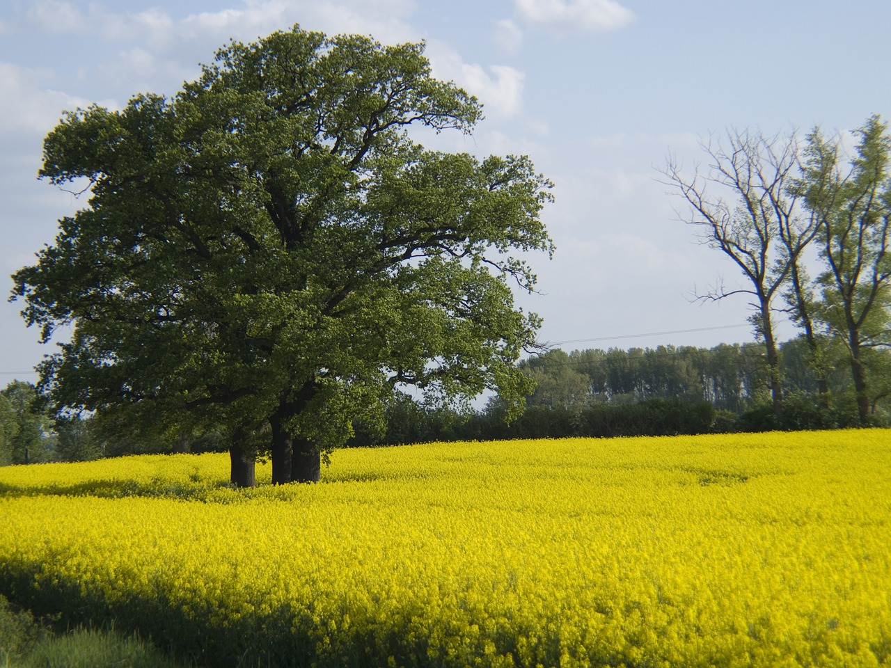 tree oilseed rape field free photo