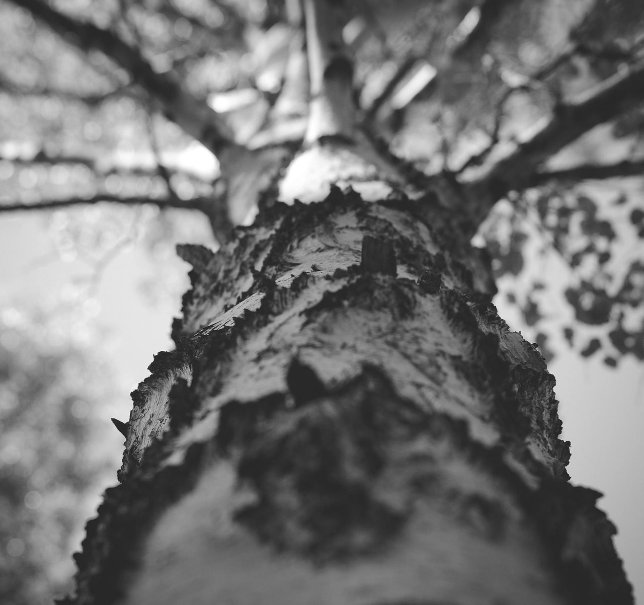 tree birch siberia free photo