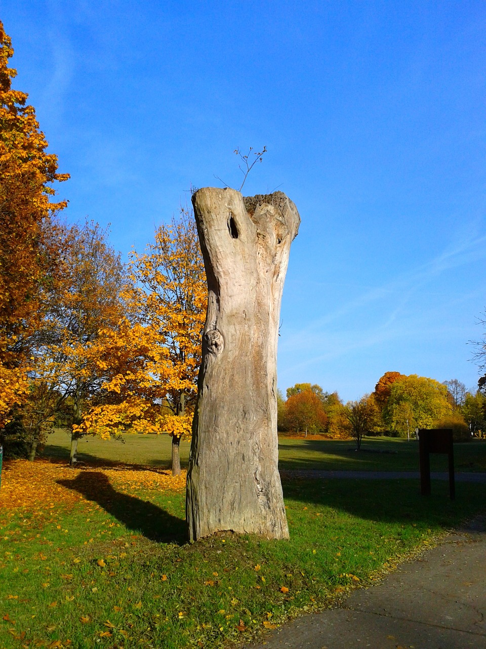 tree nature monument free photo