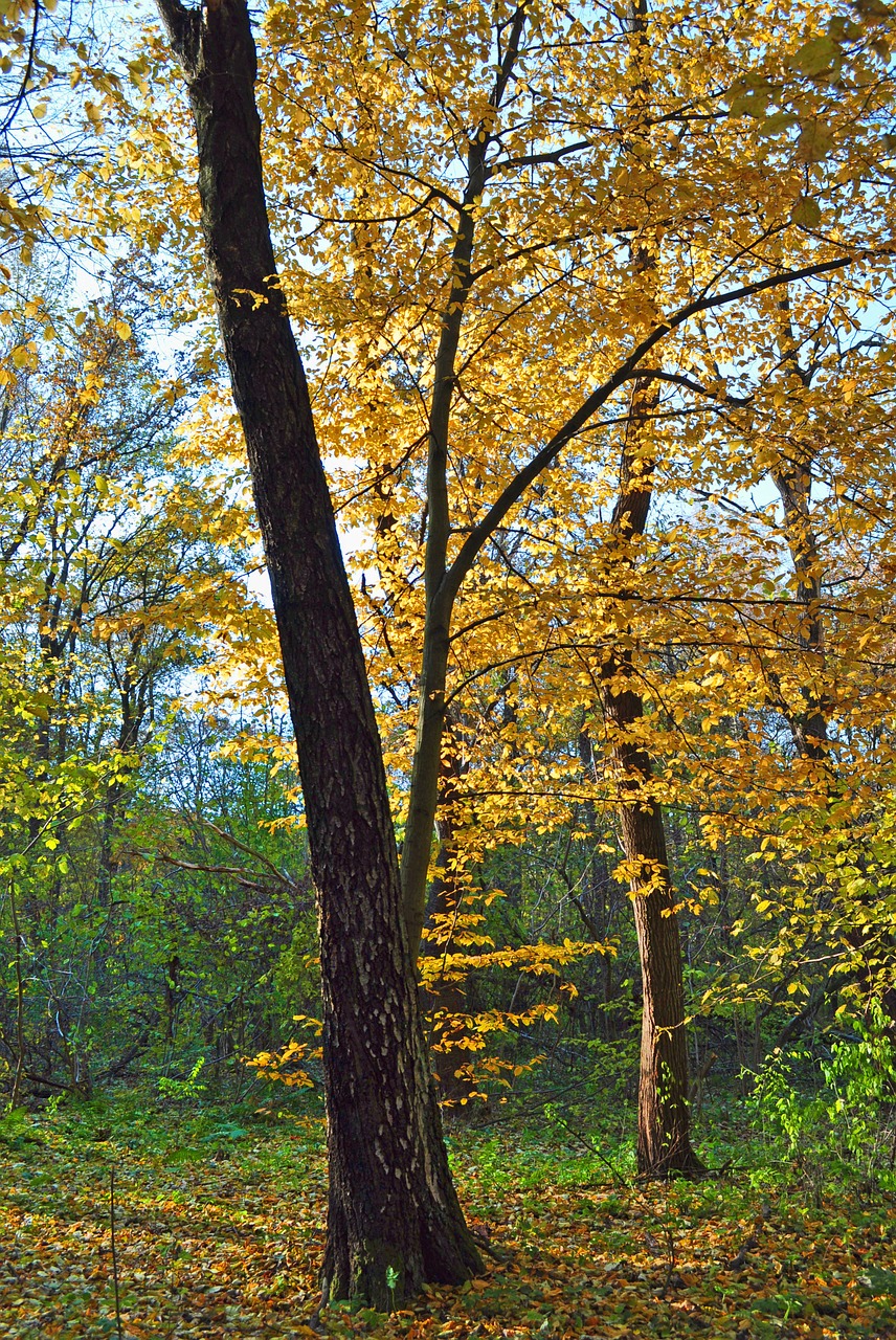 tree yellow autumn free photo