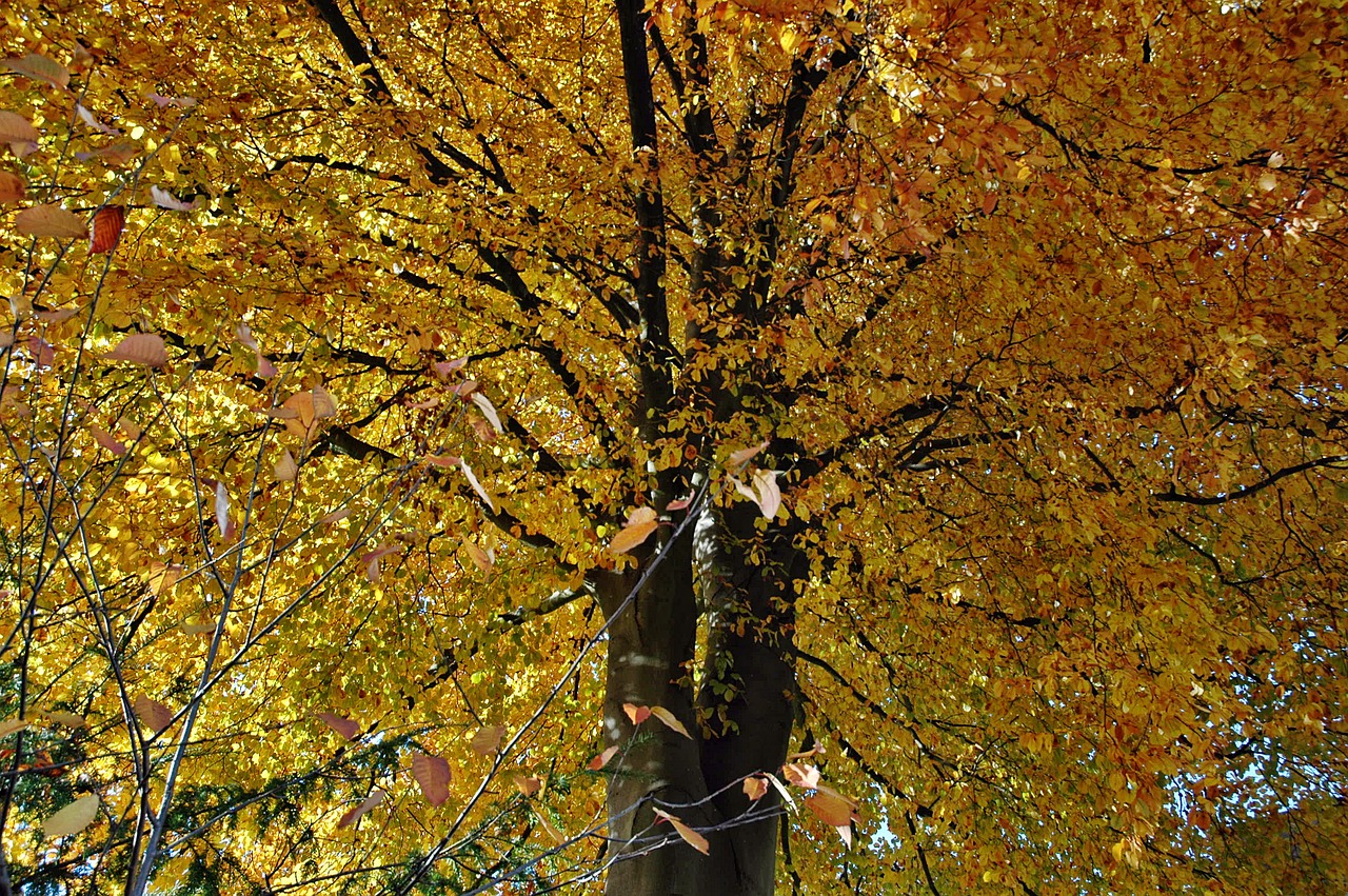 tree leaves autumn free photo