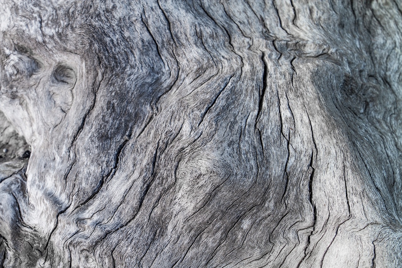 tree bark dry free photo