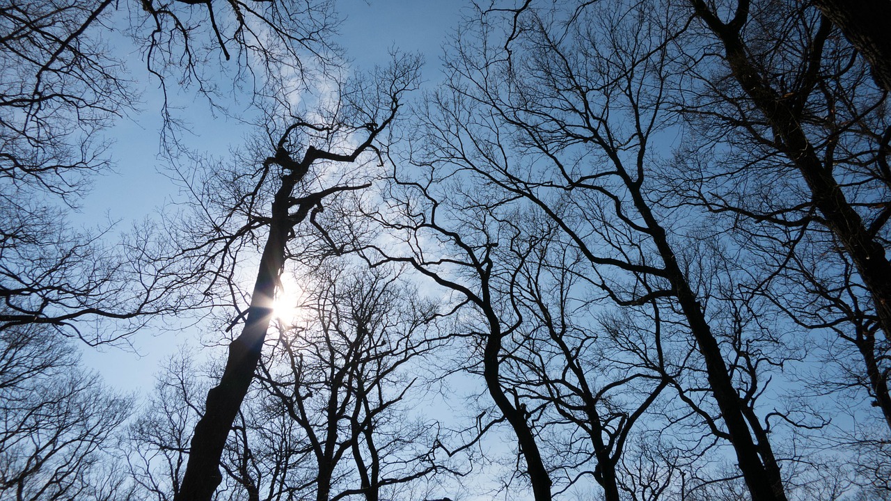 tree aesthetic log free photo