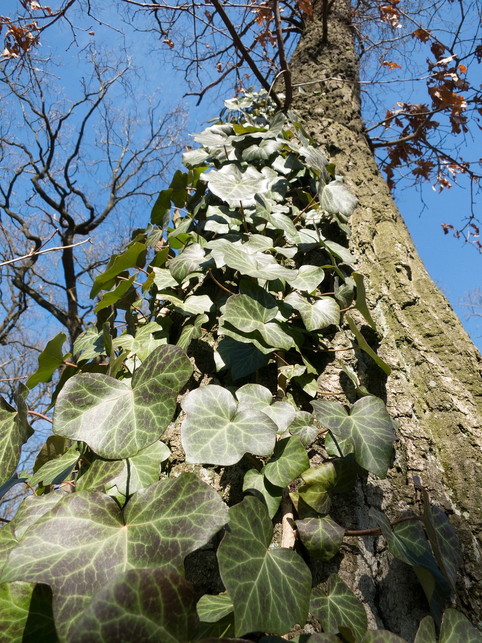 tree aesthetic log free photo