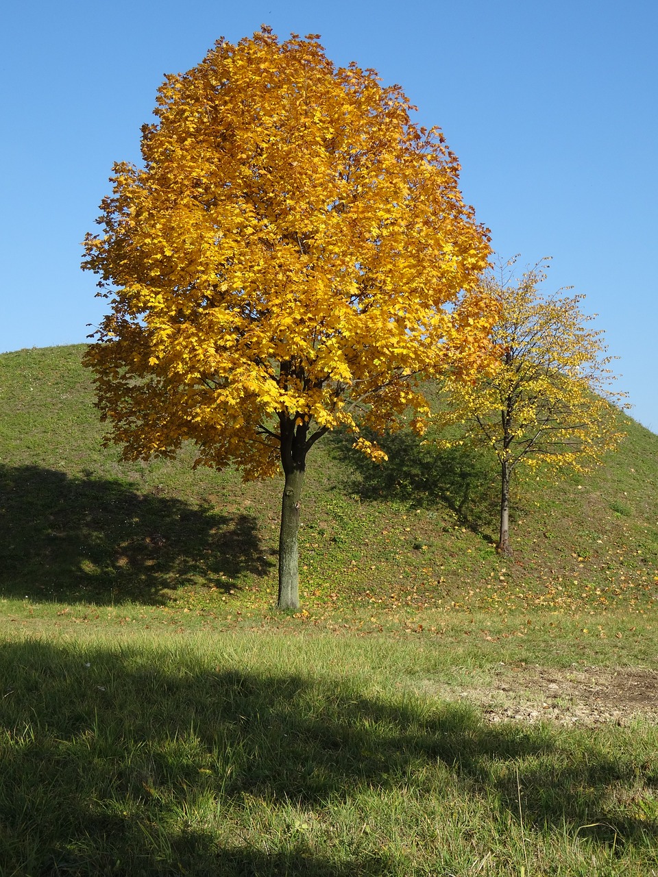 tree foliage autumn free photo