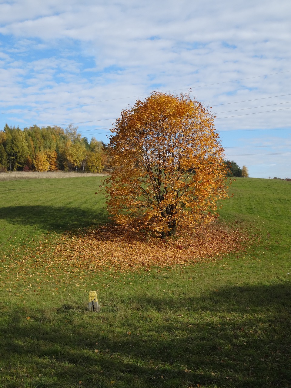 tree foliage autumn free photo