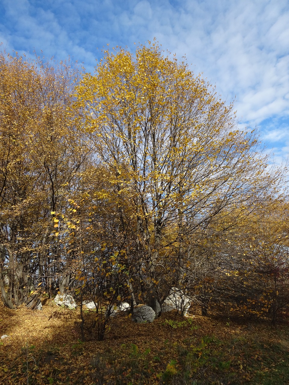 tree rocks landscape free photo