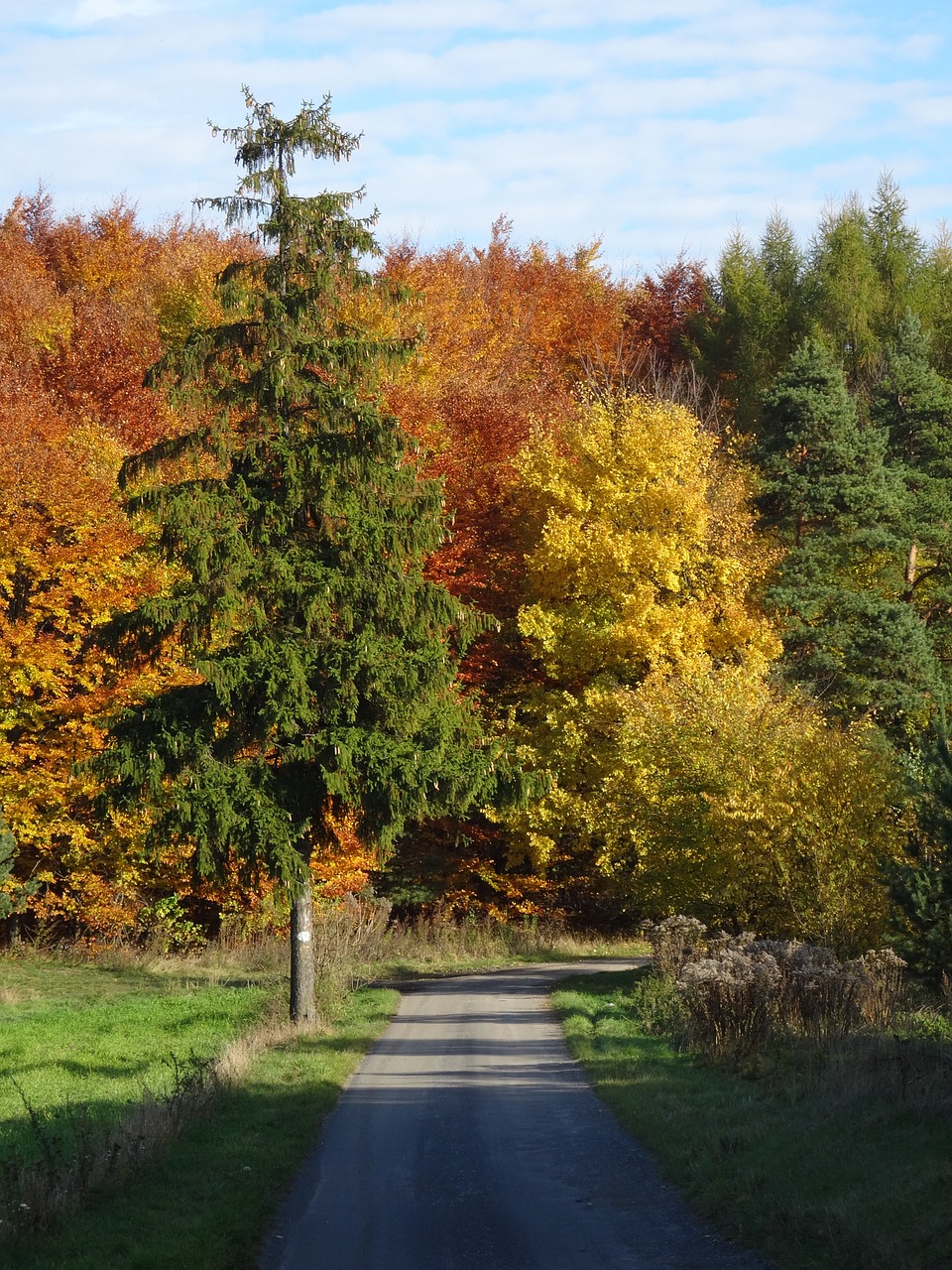 tree forest autumn free photo