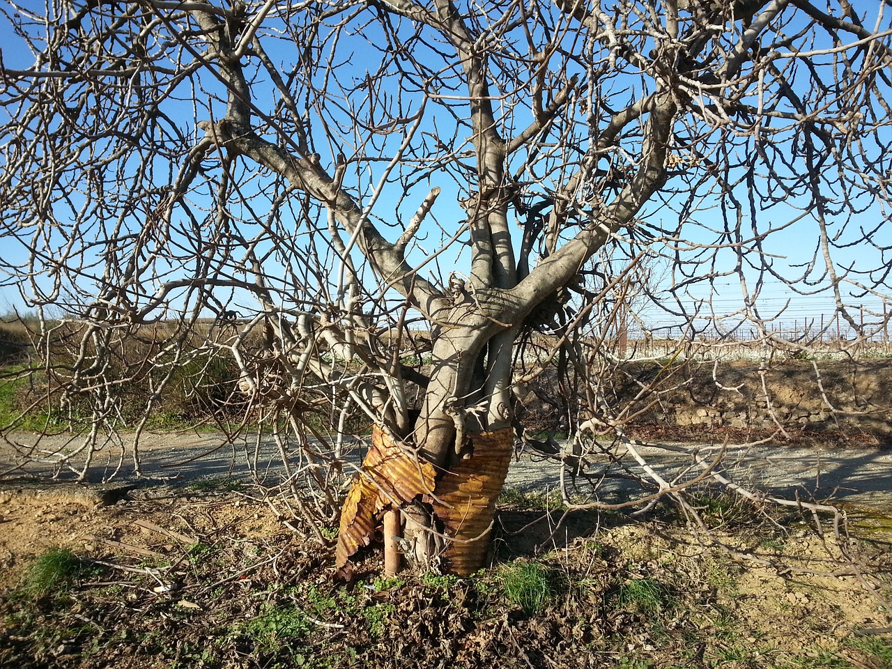 tree barrel vine free photo