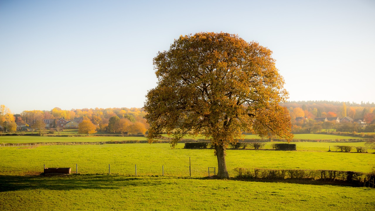 tree nature autumn free photo