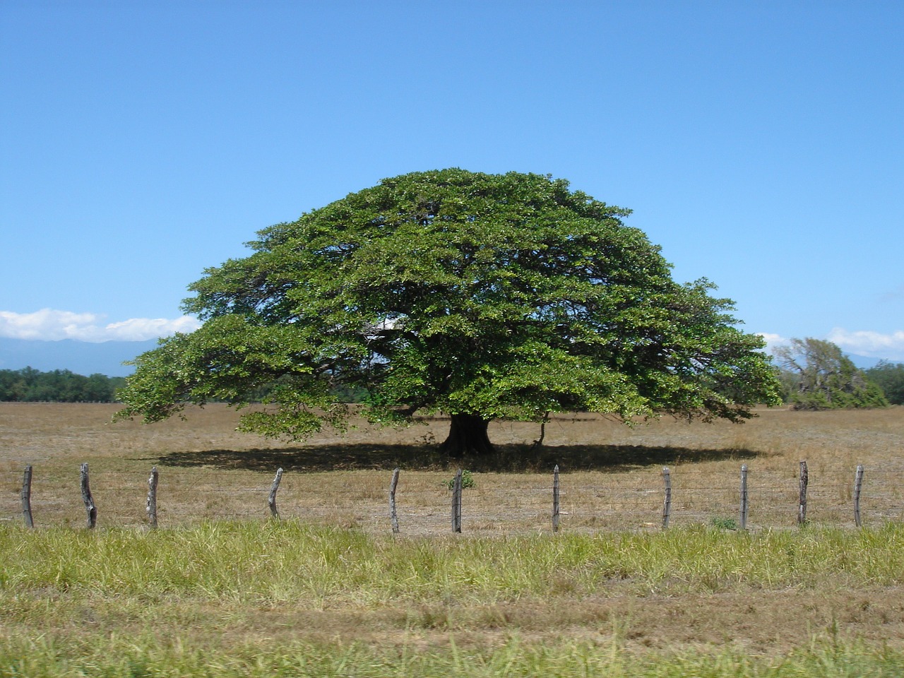 tree sky nature free photo